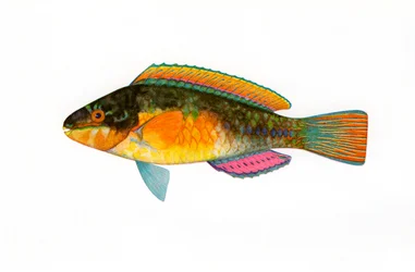 Vintage Print of a Bullethead Parrotfish