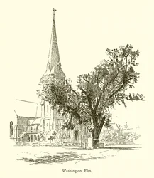Washington Elm, Cambridge