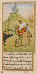 The Camel Rider, illustration from 