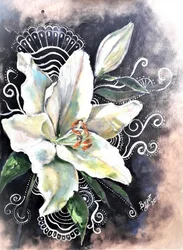 Elegant White Lily Bloom