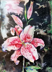 Stargazer Lilies Night