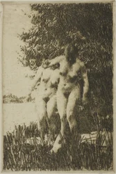 Alder