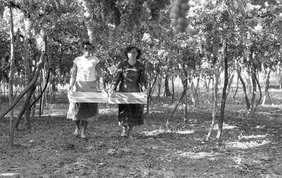 Bitter Grapes - The Harvesters