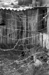 Crotone - In the Shacks with the Chickens
