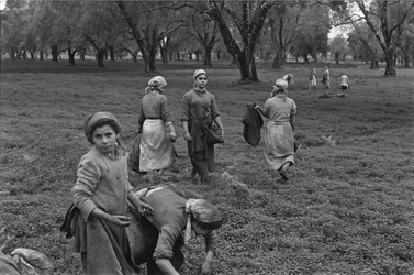 Feminine Job: Collection of the Olives in Calabria