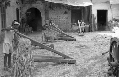 Hemp Processing, the Paranza in Action
