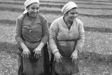 Olive Pickers
