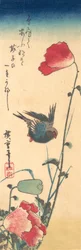 A Bluebird and Poppies