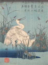 Egret in Iris and Grasses