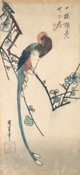 Long Tailed Bird
