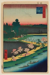 Asuma Shrine and the Entwined Camphor