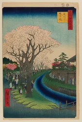 Blossoms on the Tama River Embankment