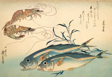 Japanese Horse Mackerel and Japanese Tiger Prawn