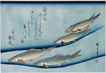 Rivertrout, from the series Collection of Fish