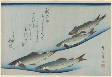 School of Five Sea Trout