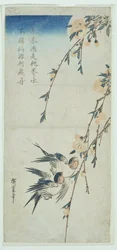 Swallows and Peach Blossom in Moonlight