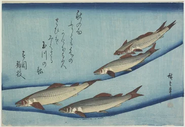 Trout