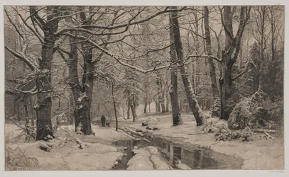 Winter Day in a Forest