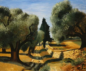 Olive Trees in Provence