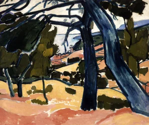 Pine Forest at Cassis