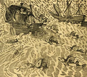 Flying Fish in Tropical Seas, Engraving from Cosmographie Universelle by Andre Thevet