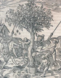 Harvesting of pepper on island of Java, engraving from Universal Cosmology