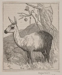 A Llama
