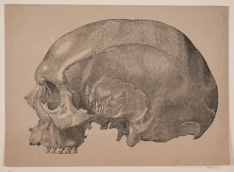 Skull