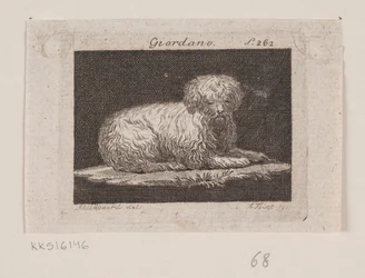 Giordano, a Lying Dog