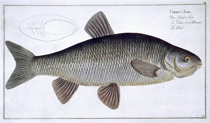 Chub (Cyprinus Jeses) Plate VI from 