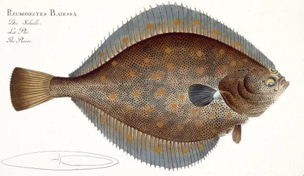 Plaice (Pleuronectes Platessa) Plate XLII from 