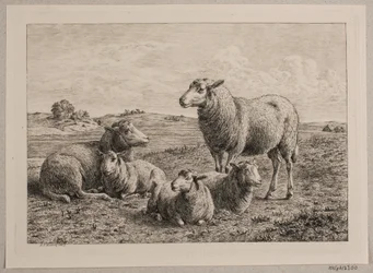 Sheep and Lambs in the Field