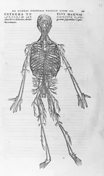 Andrea Vesalio (1514 - 1564), doctor of Charles V. “Humani corporis fabrica libri septem”, Basel 1543.