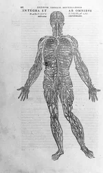 Andrea Vesalio (1514 - 1564), doctor of Charles V. “Humani corporis fabrica libri septem”, Basel 1543.