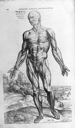 Andrea Vesalio (1514 - 1564), doctor of Charles V. “Humani corporis fabrica libri septem”, Basel 1543.