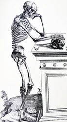 Human Skeleton with Skull in Hand. From 