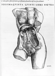 Plate taken from the treatise "De Humani Corporis Fabrica libri septem" by André Vésale (1514-1564), Dutch anatomist. Basel 1543