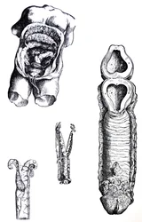 The Plates from the Fifth Book of the De Humani Corporis Fabrica