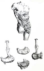 The Plates from the Fifth Book of the De Humani Corporis Fabrica