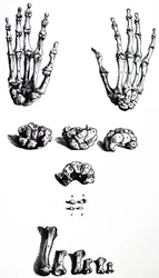 The Plates from the First Book of the De Humani Corporis Fabrica