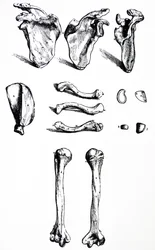 The Plates from the First Book of the De Humani Corporis Fabrica