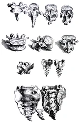 The Plates from the First Book of the De Humani Corporis Fabrica