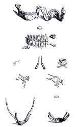 The Plates from the First Book of the De Humani Corporis Fabrica