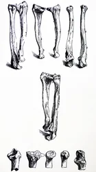 The Plates from the First Book of the De Humani Corporis Fabrica