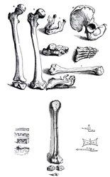 The Plates from the First Book of the De Humani Corporis Fabrica by Andreas Vesalius, (1514-1564)