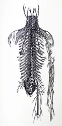 The Plates from the Fourth Book of the De Humani Corporis Fabrica