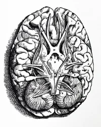 The Plates from the Fourth Book of the De Humani Corporis Fabrica