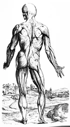 The Plates from the Second Book of the De Humani Corporis Fabrica