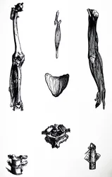 The Plates from the Second Book of the De Humani Corporis Fabrica