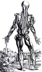 The Plates from the Second Book of the De Humani Corporis Fabrica